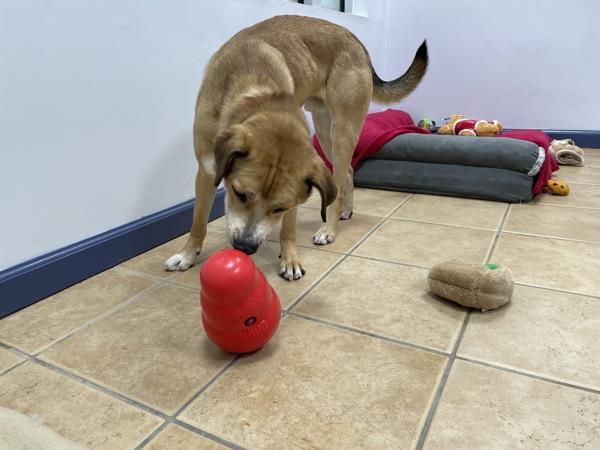 Snickers, a Adoptable mixed breed in Oakland, NJ image 5/6