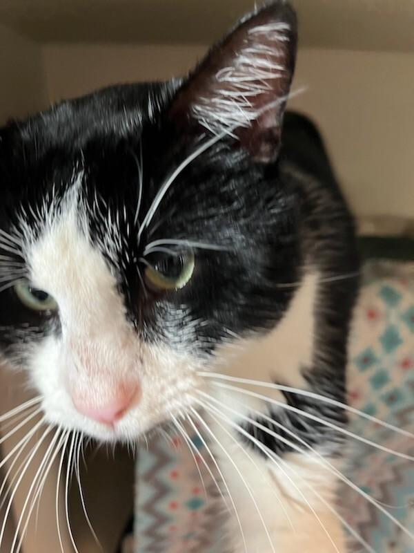 Enlarge Tennessee, a Adoptable Domestic Short Hair in Fort Collins, CO image 1/6