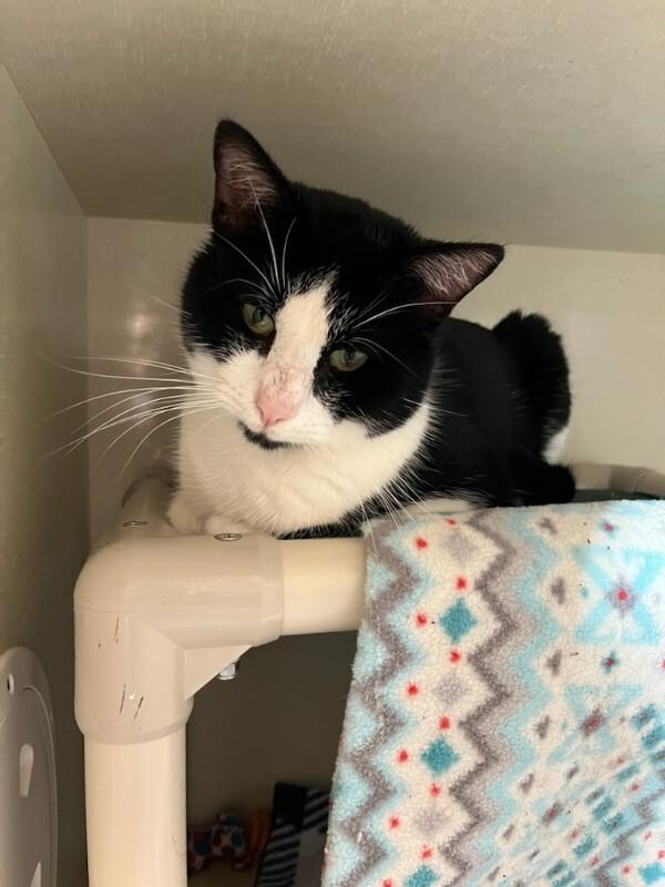 Enlarge Tennessee, a Adoptable Domestic Short Hair in Fort Collins, CO image 2/6