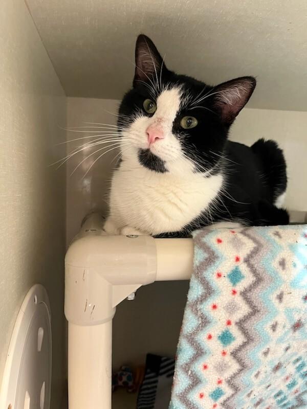 Enlarge Tennessee, a Adoptable Domestic Short Hair in Fort Collins, CO image 3/6