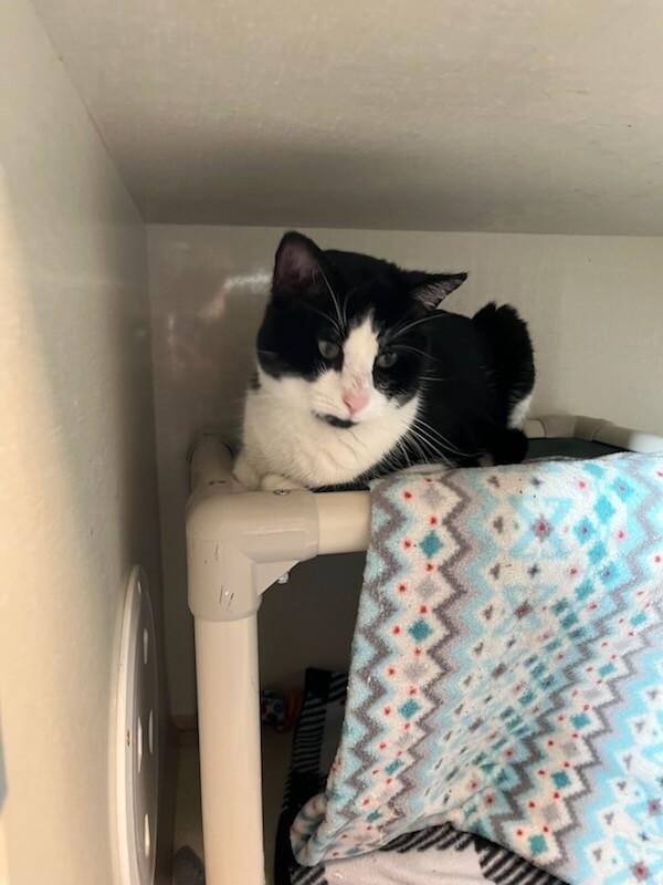 Enlarge Tennessee, a Adoptable Domestic Short Hair in Fort Collins, CO image 4/6