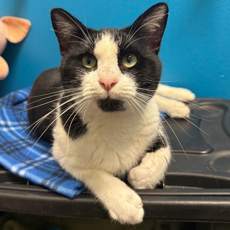 Enlarge Tennessee, a Adoptable Domestic Short Hair in Fort Collins, CO image 5/6