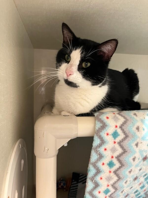 Enlarge Tennessee, a Adoptable Domestic Short Hair in Fort Collins, CO image 6/6