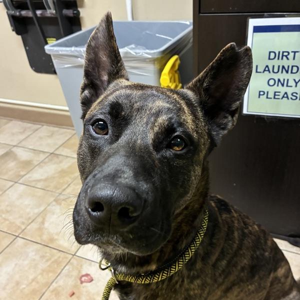 Enlarge Jacob (mcas), a Adoptable mixed breed in Troutdale, OR image 1/1