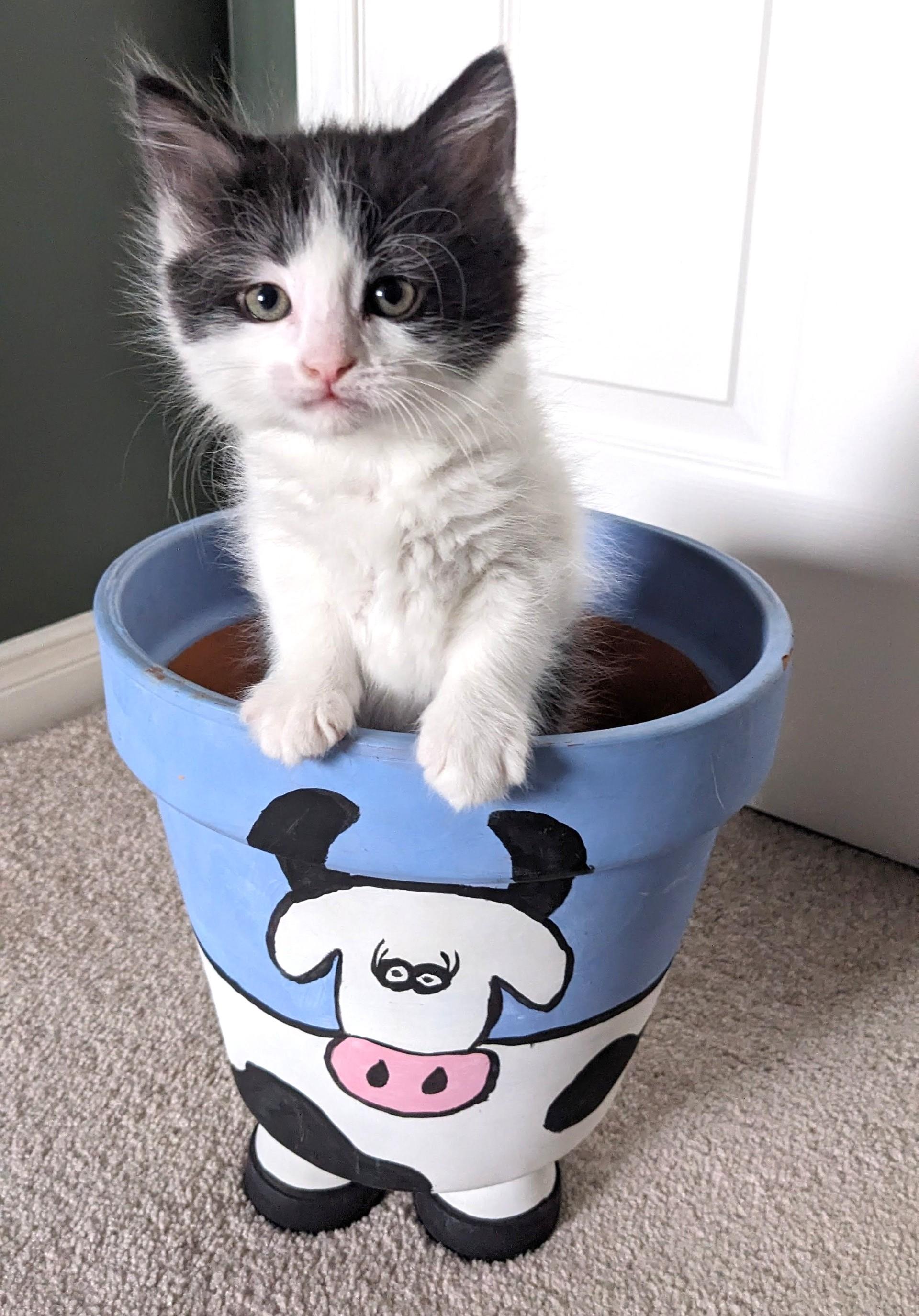 Enlarge Bonbon - Valentine Day Kitten, an adopted Tabby in Stoney Creek, ON image 3/4