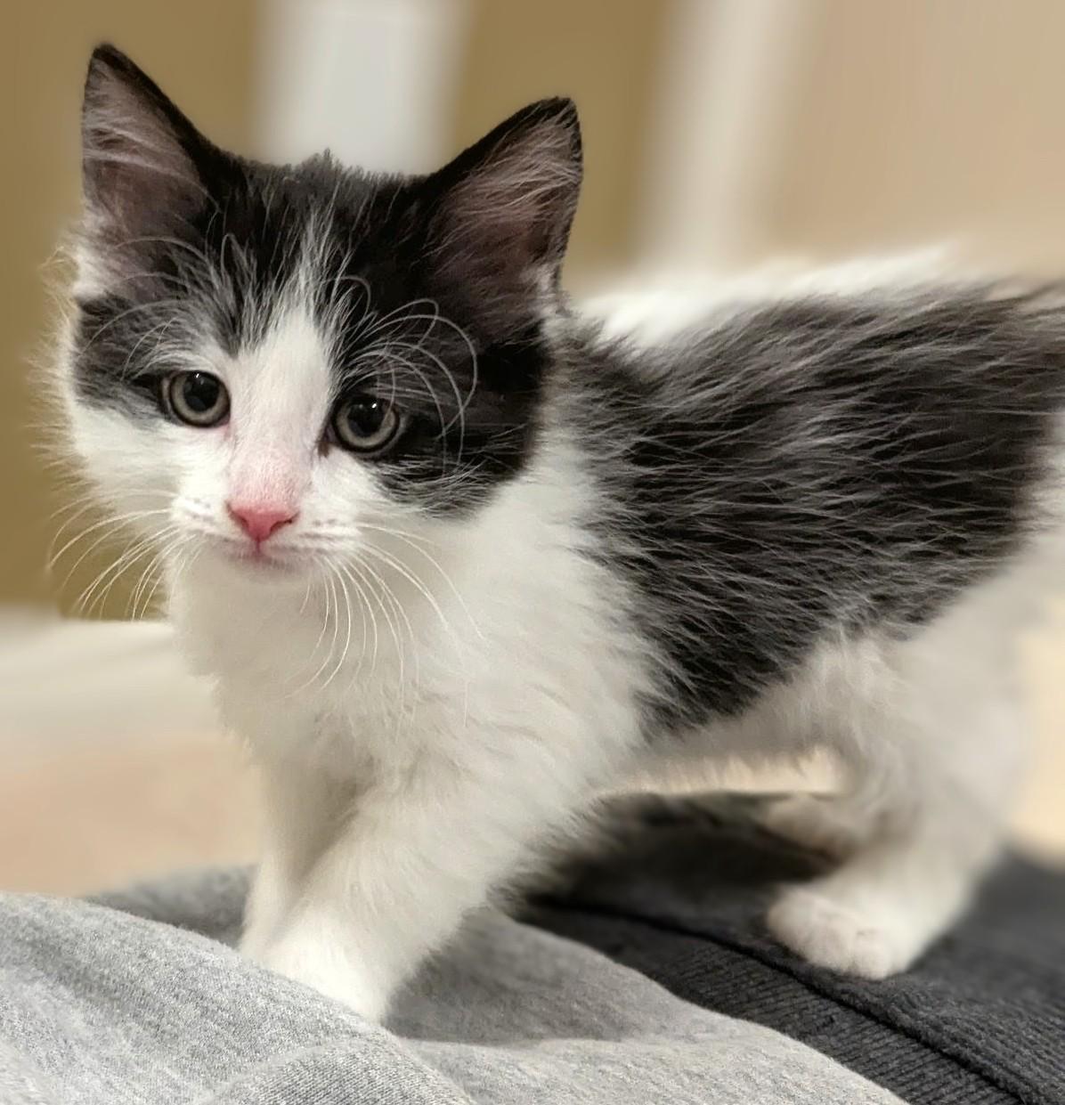 Enlarge Bonbon - Valentine Day Kitten, an adopted Tabby in Stoney Creek, ON image 1/4