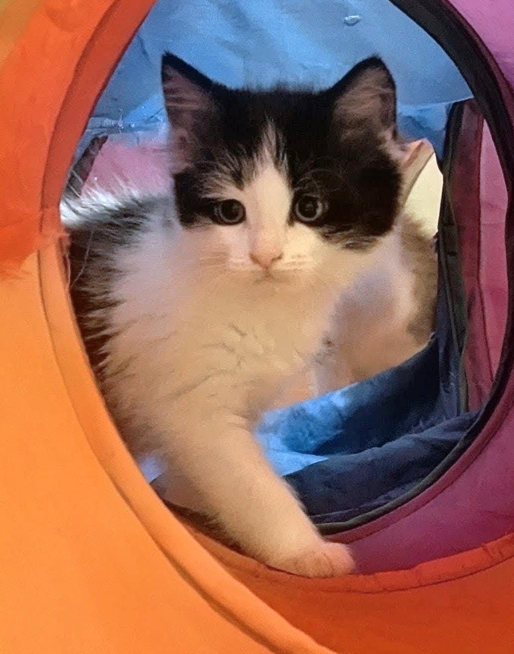 Enlarge Bonbon - Valentine Day Kitten, an adopted Tabby in Stoney Creek, ON image 2/4