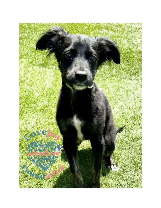 Dog for adoption COH Sprinkles, an Australian Shepherd & FlatCoated