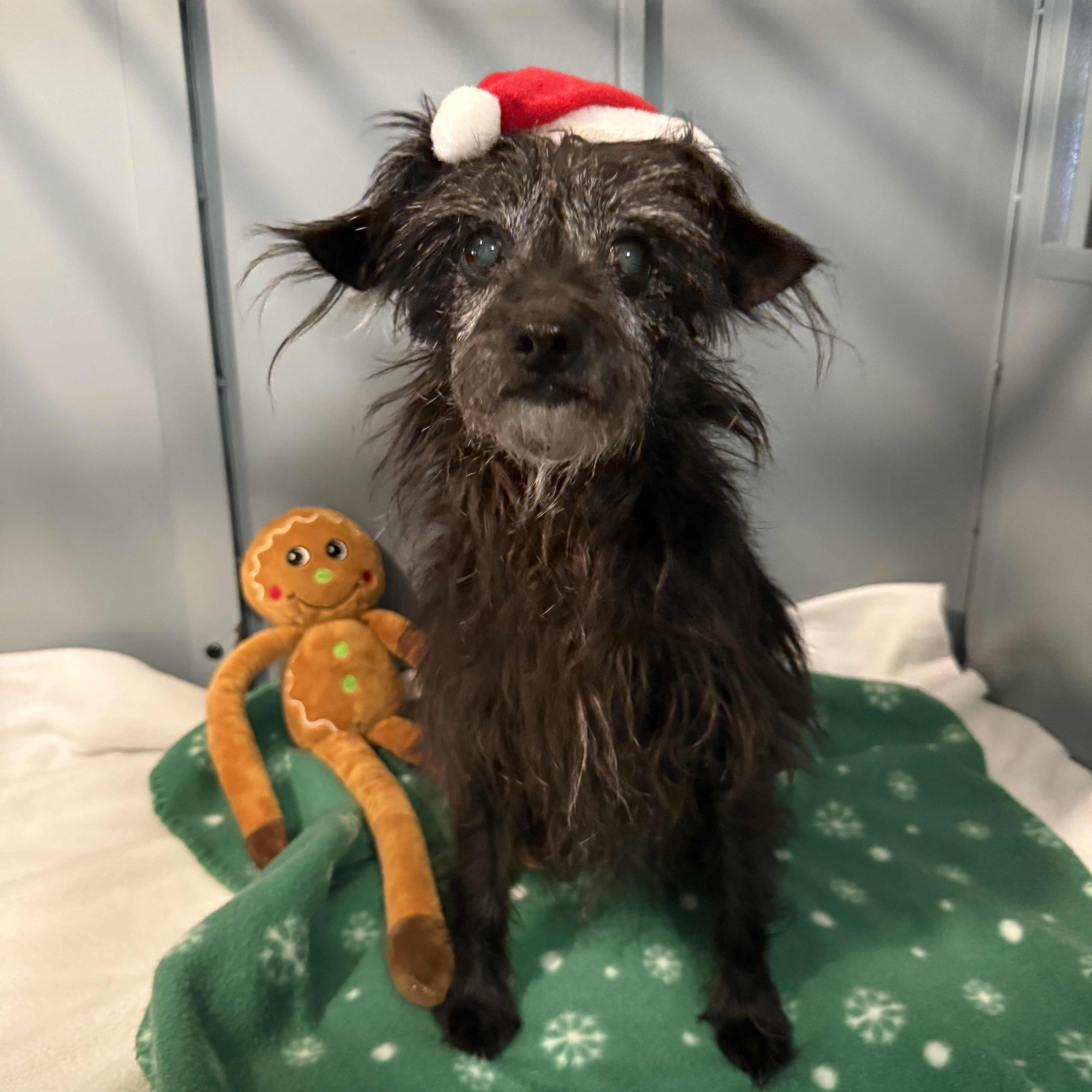 Lola, Adoptable, Senior Female Terrier.