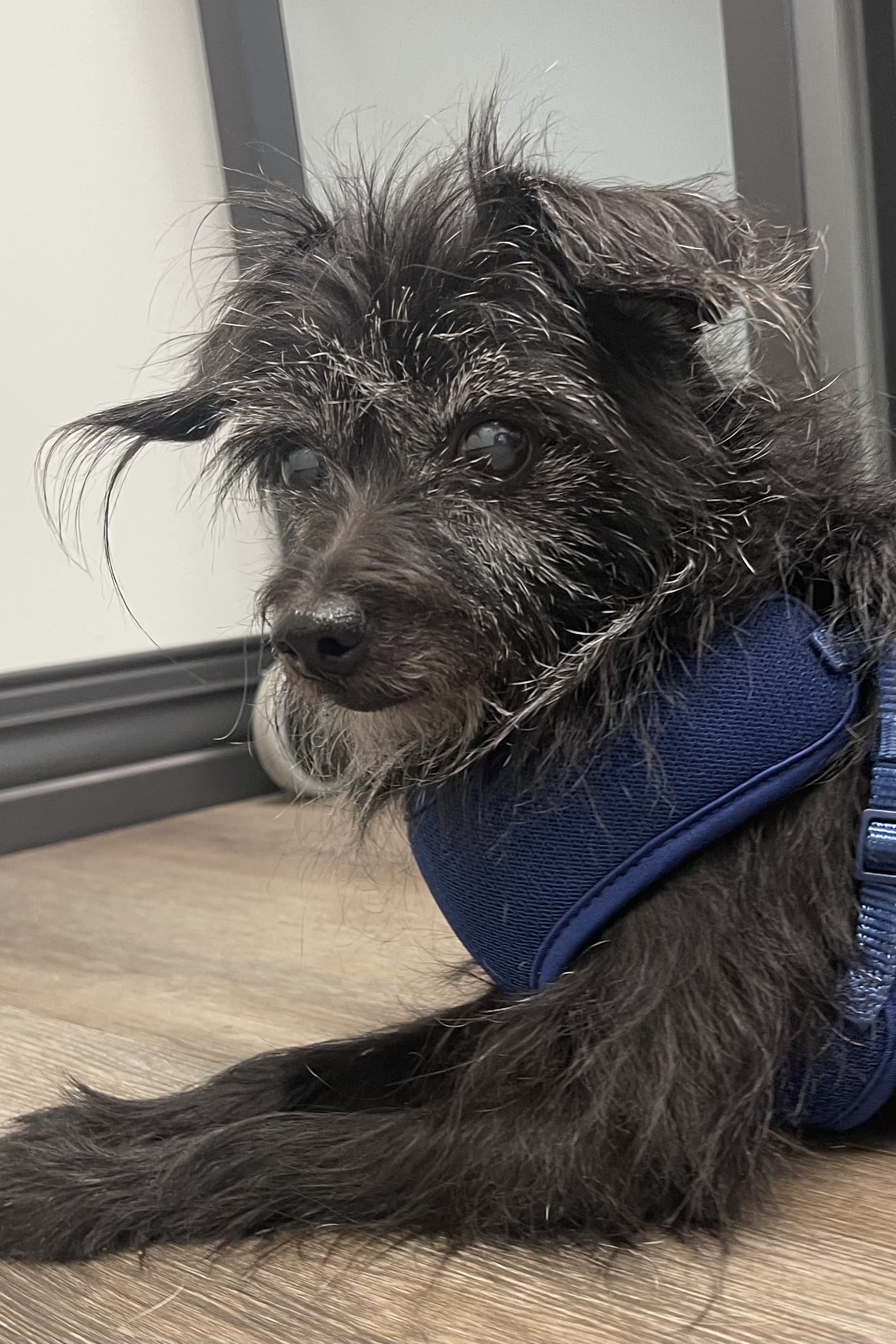 Lola, a Adoptable mixed breed in Plant City, FL image 4/4