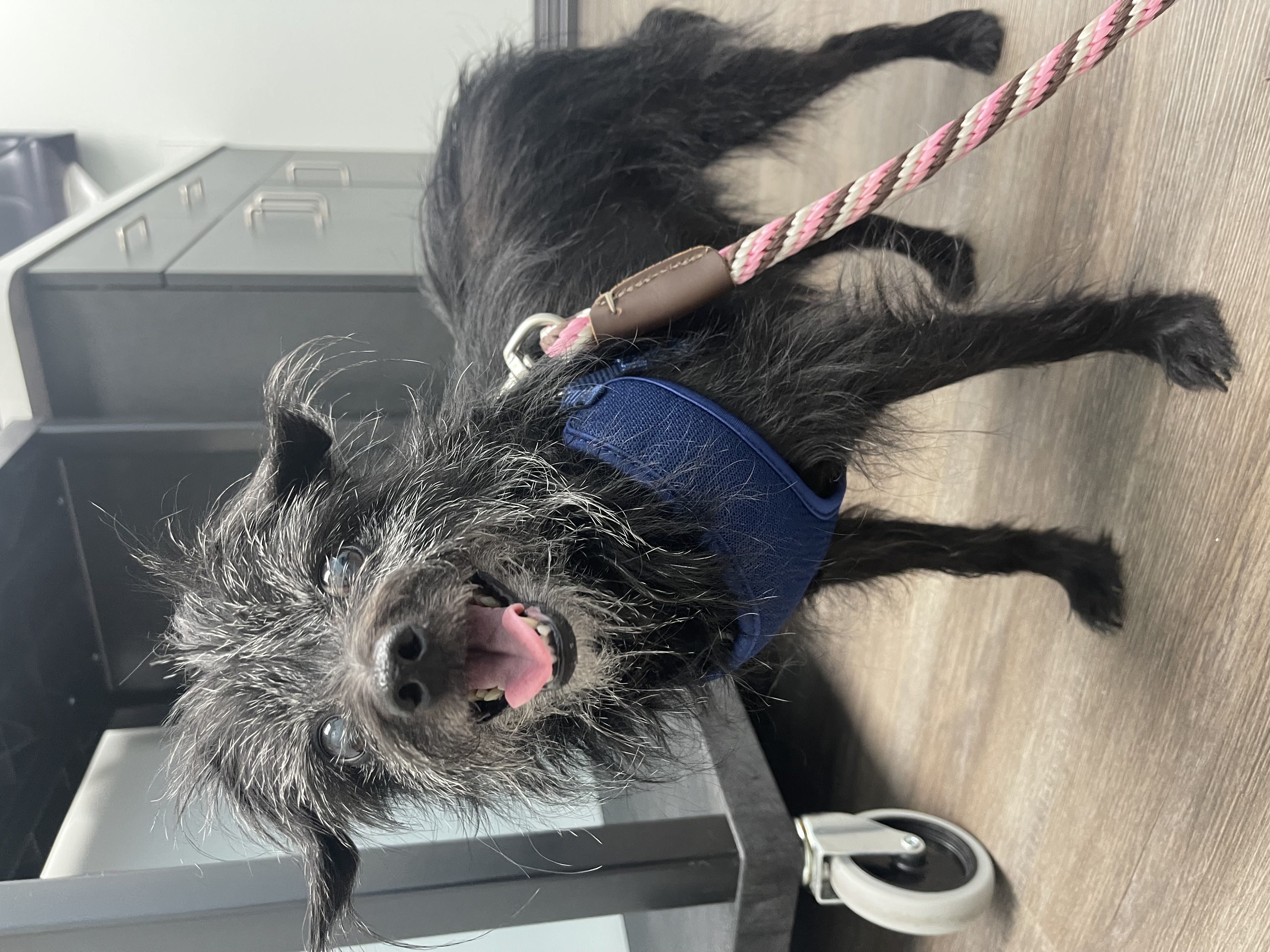 Lola — thumbnail 3