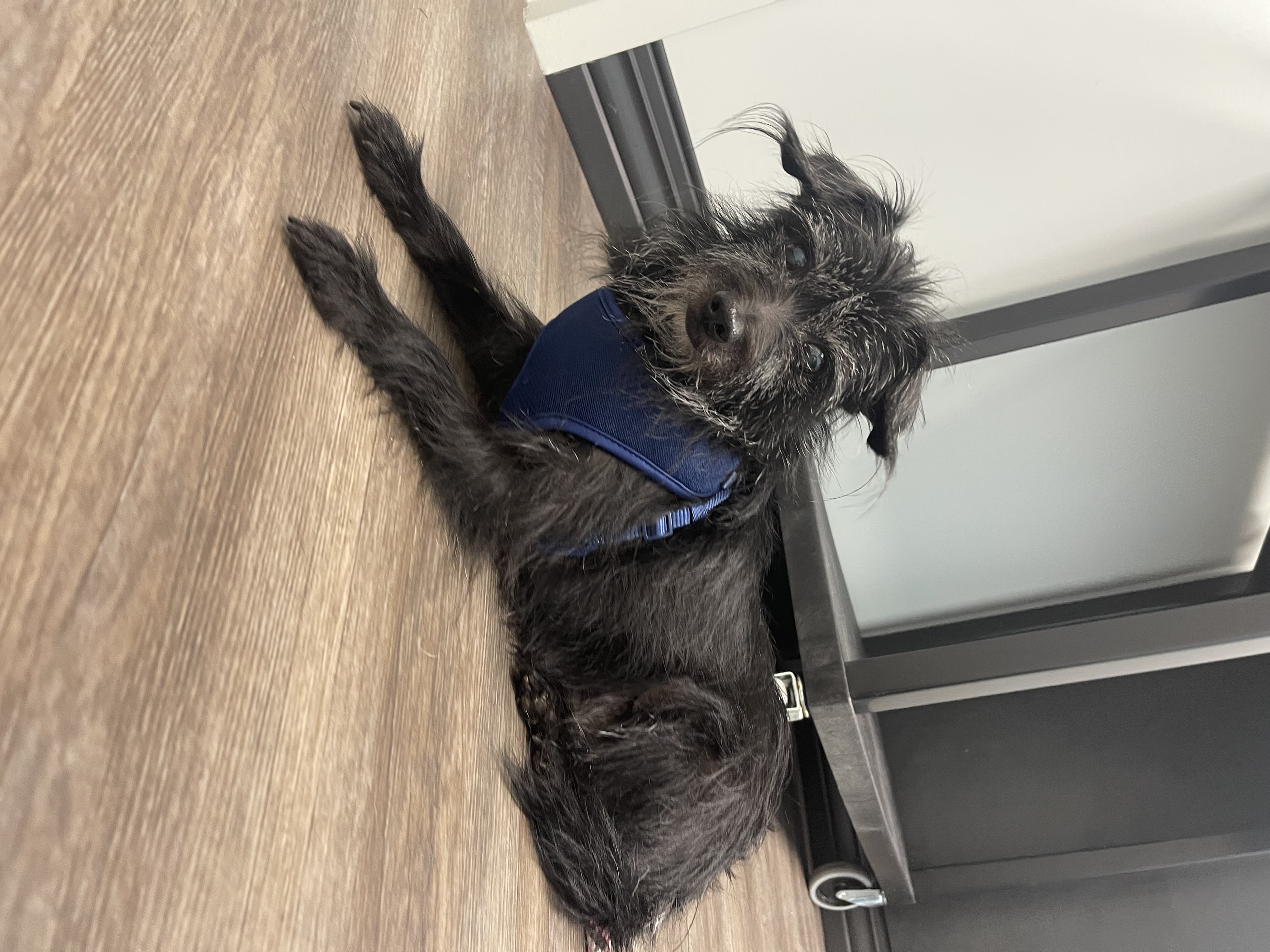 Lola — thumbnail 4