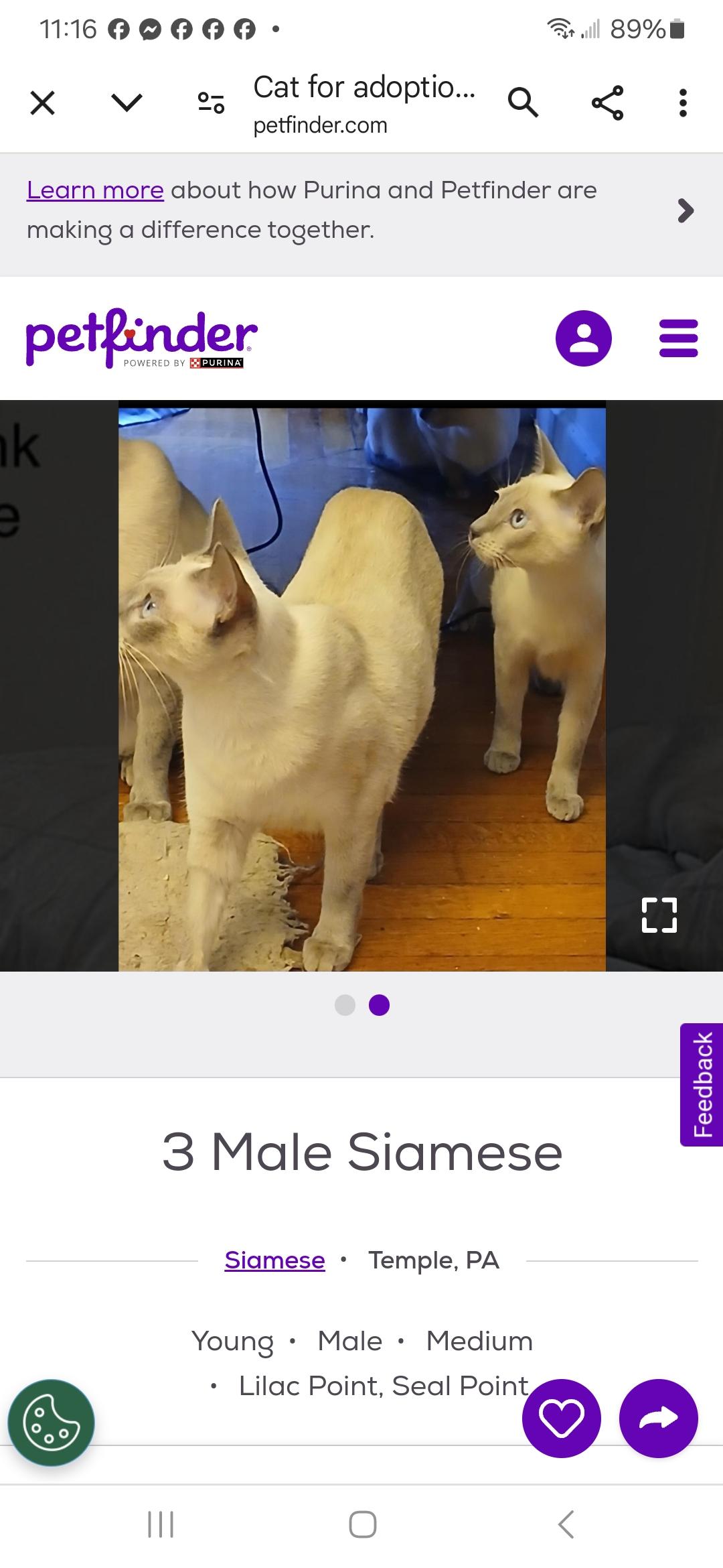 Thrasher and Chester, Adopted, Young Male Siamese.