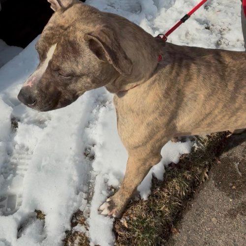 Sully (surrender), Adoptable, Young Male Pit Bull Terrier.