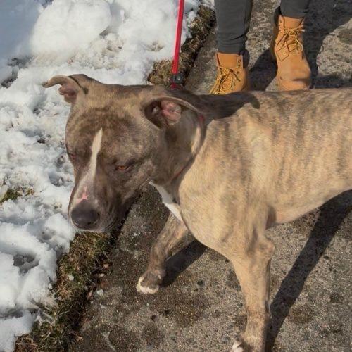 Sully (surrender), a Adoptable Pit Bull Terrier in Hamden, CT image 2/5