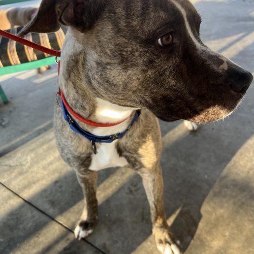 Sully (surrender), a Adoptable Pit Bull Terrier in Hamden, CT image 3/5
