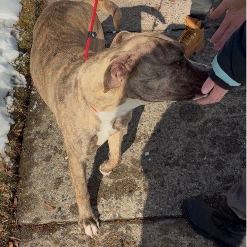 Sully (surrender), a Adoptable Pit Bull Terrier in Hamden, CT image 4/5