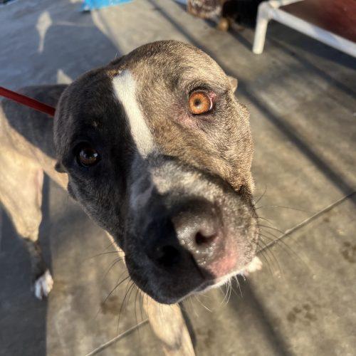 Sully (surrender), a Adoptable Pit Bull Terrier in Hamden, CT image 5/5