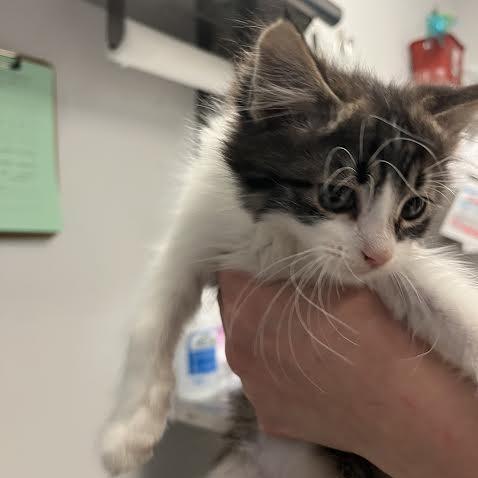 Enlarge Jefferson, a Adoptable Domestic Long Hair in Chaska, MN image 1/3