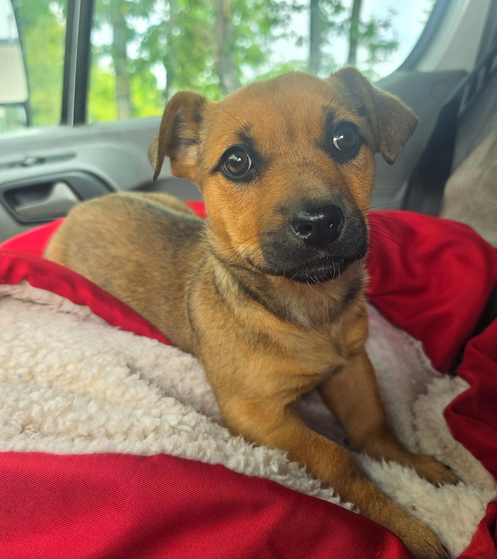 Enlarge B, a Adoptable mixed breed in Anchorage, AK image 1/1