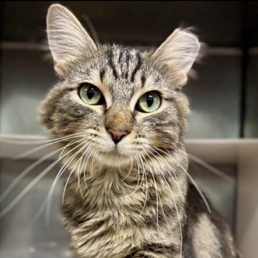 Elizabeth (IN TRIAL ADOPTION), ADOPTABLE, Young Female Domestic Long Hair.