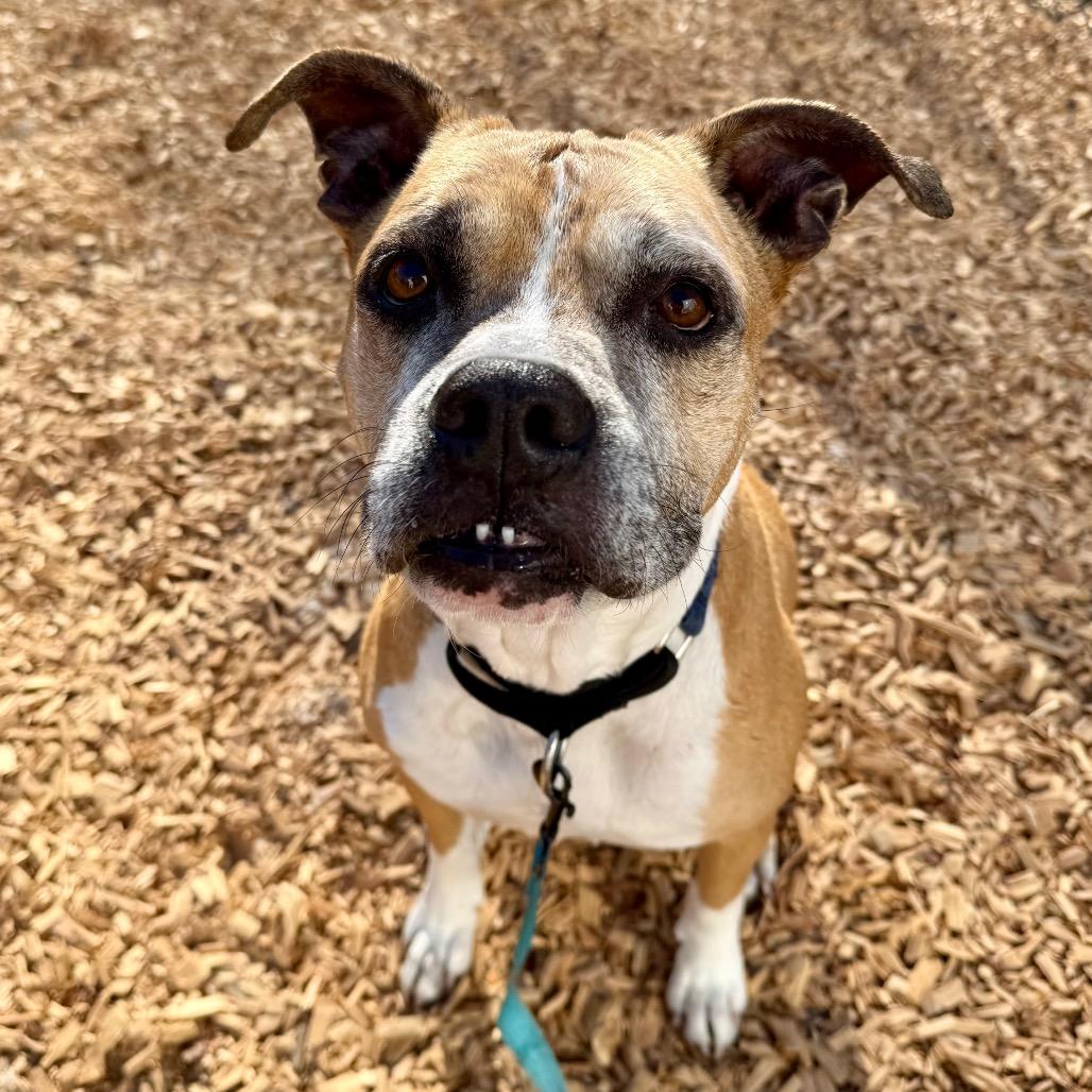 Enlarge Dmitri, a Adoptable Mixed Breed in Jacksonville, FL image 1/6