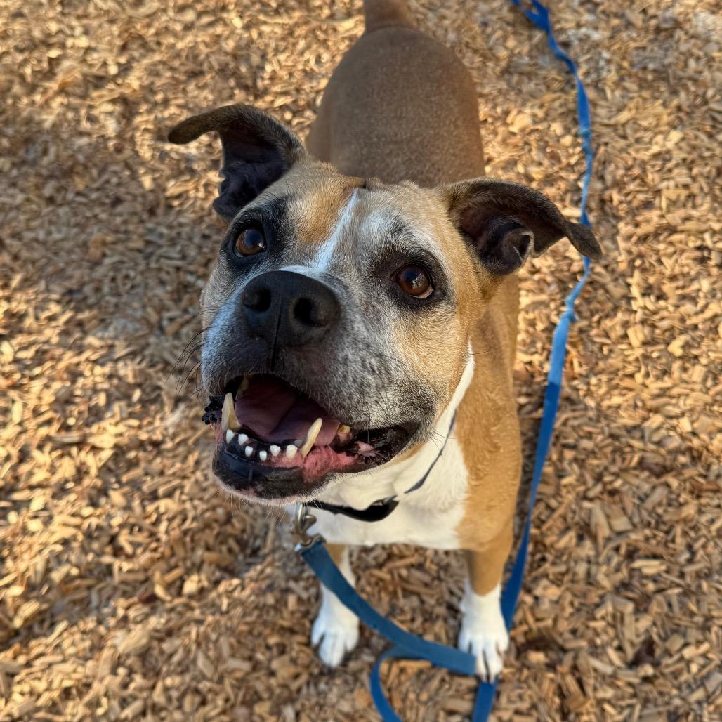 Enlarge Dmitri, a Adoptable Mixed Breed in Jacksonville, FL image 2/6