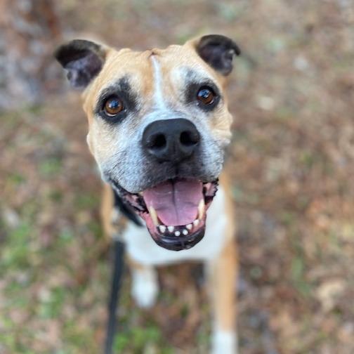 Dmitri, Adoptable, Senior Male Mixed Breed.