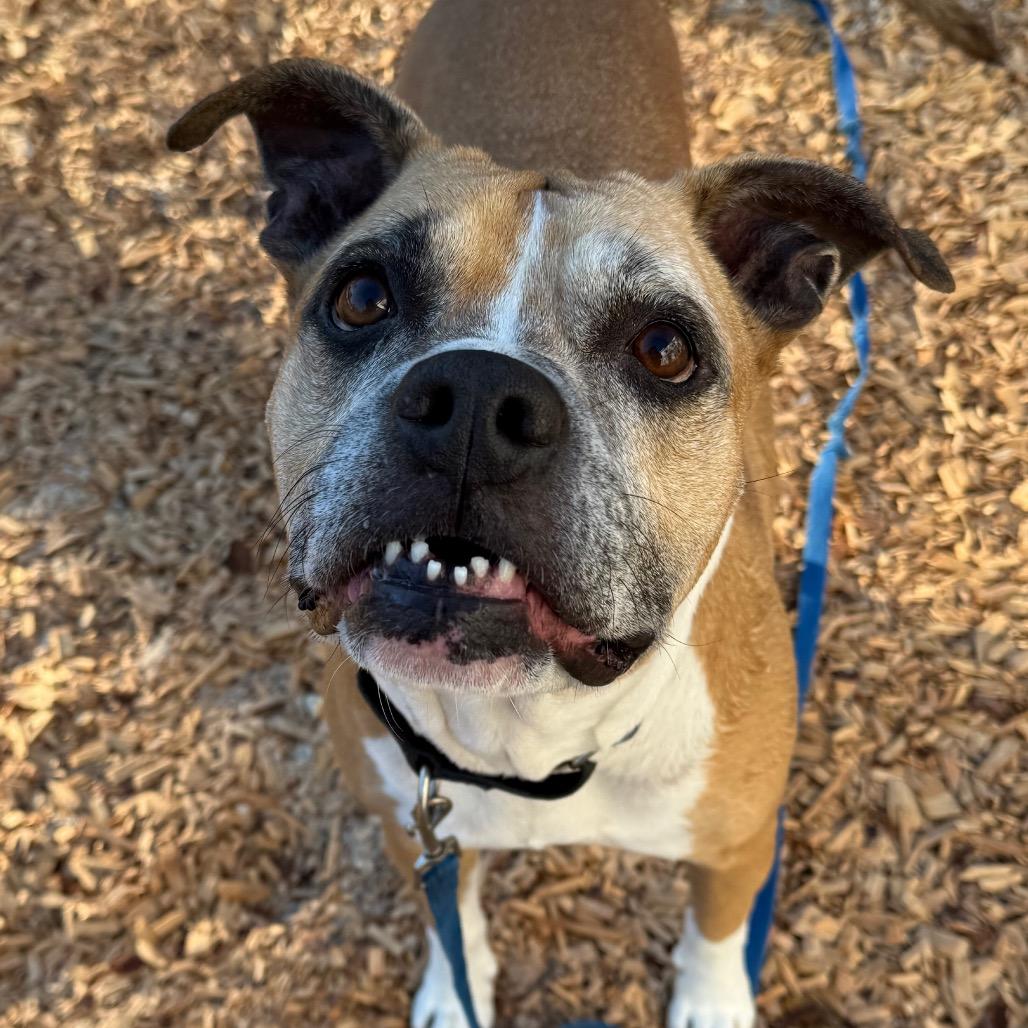 Enlarge Dmitri, a Adoptable Mixed Breed in Jacksonville, FL image 3/6