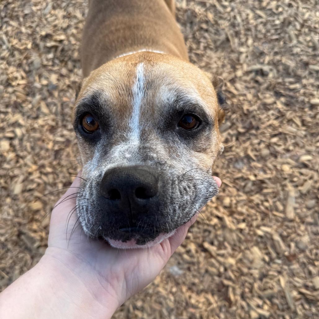 Enlarge Dmitri, a Adoptable Mixed Breed in Jacksonville, FL image 4/6