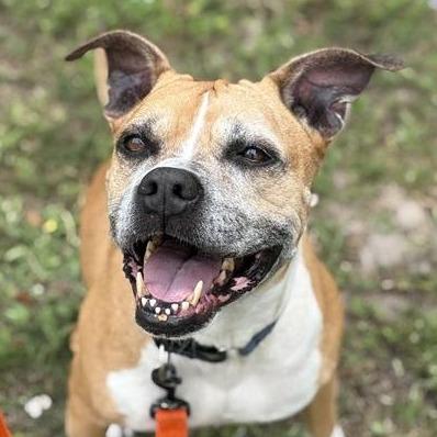 Enlarge Dmitri, a Adoptable Mixed Breed in Jacksonville, FL image 4/6