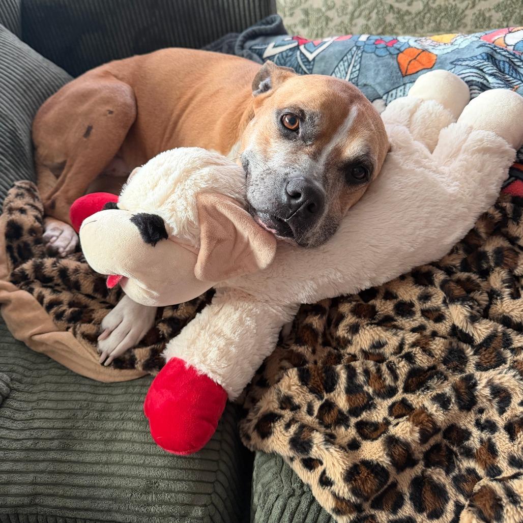 Enlarge Dmitri, a Adoptable Mixed Breed in Jacksonville, FL image 5/6