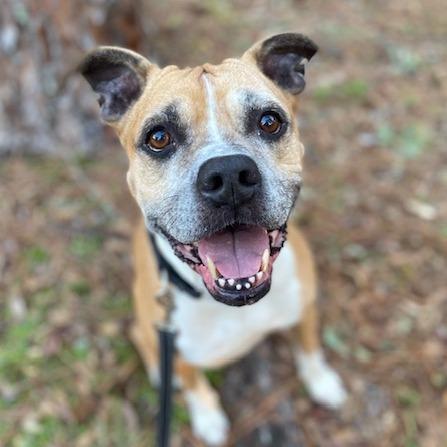 Enlarge Dmitri, a Adoptable Mixed Breed in Jacksonville, FL image 2/2