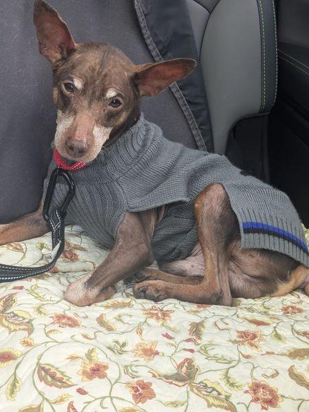 Willie, a Adoptable Miniature Pinscher in Ontario, NY image 2/3