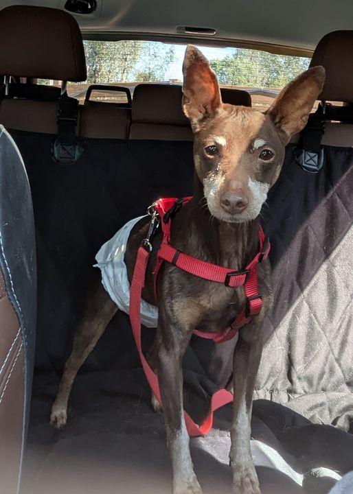 Willie, a Adoptable Miniature Pinscher in Ontario, NY image 3/3