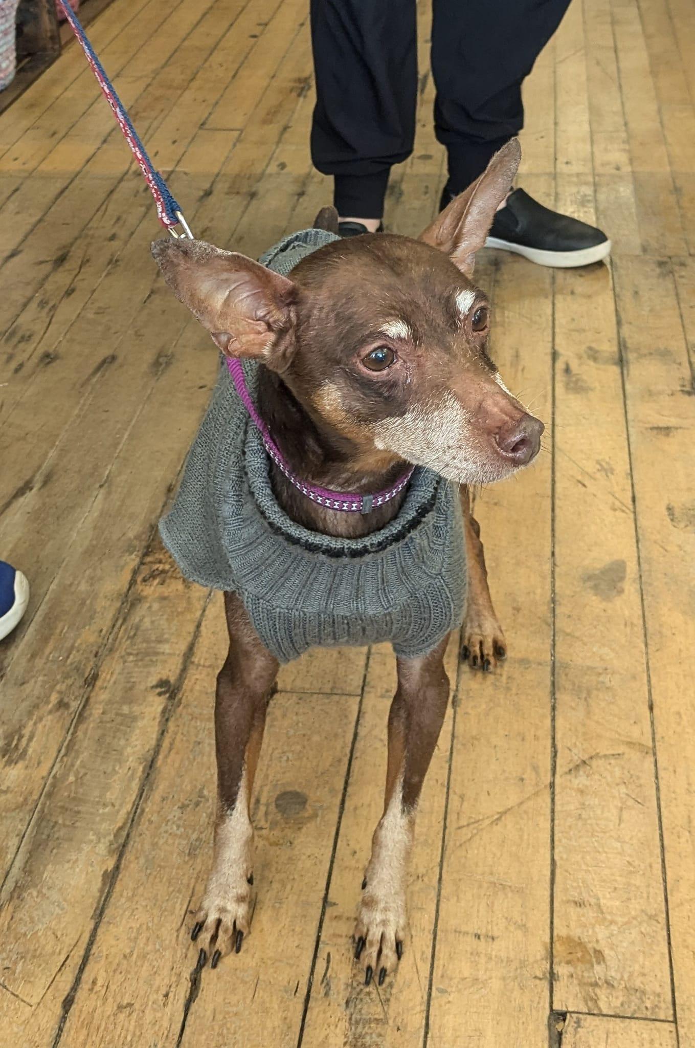 Willie, Adoptable, Senior Male Miniature Pinscher.