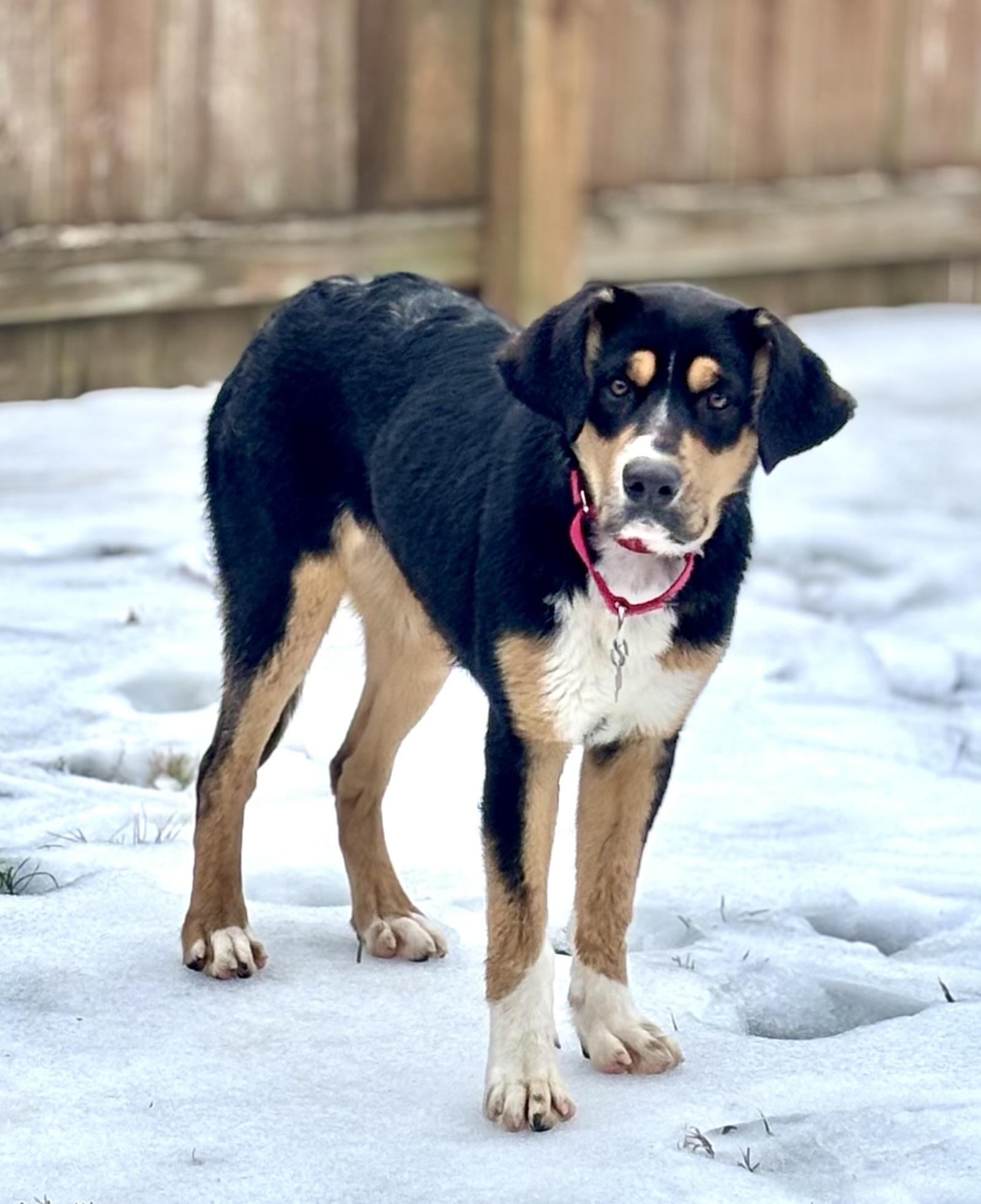 Licorice — thumbnail 3