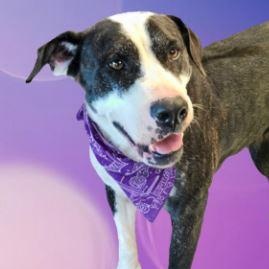 Indy, a Adoptable mixed breed in Henderson, TX image 1/5