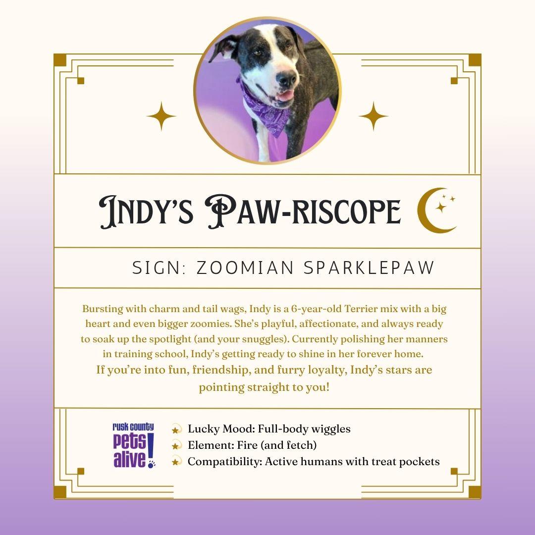 Indy, a Adoptable mixed breed in Henderson, TX image 2/5