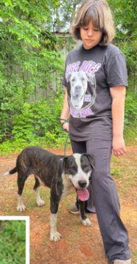 Indy, a Adoptable mixed breed in Henderson, TX image 3/5