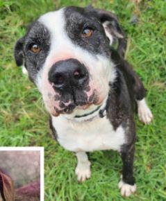 Indy, a Adoptable mixed breed in Henderson, TX image 4/5