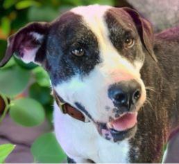 Indy, a Adoptable mixed breed in Henderson, TX image 5/5