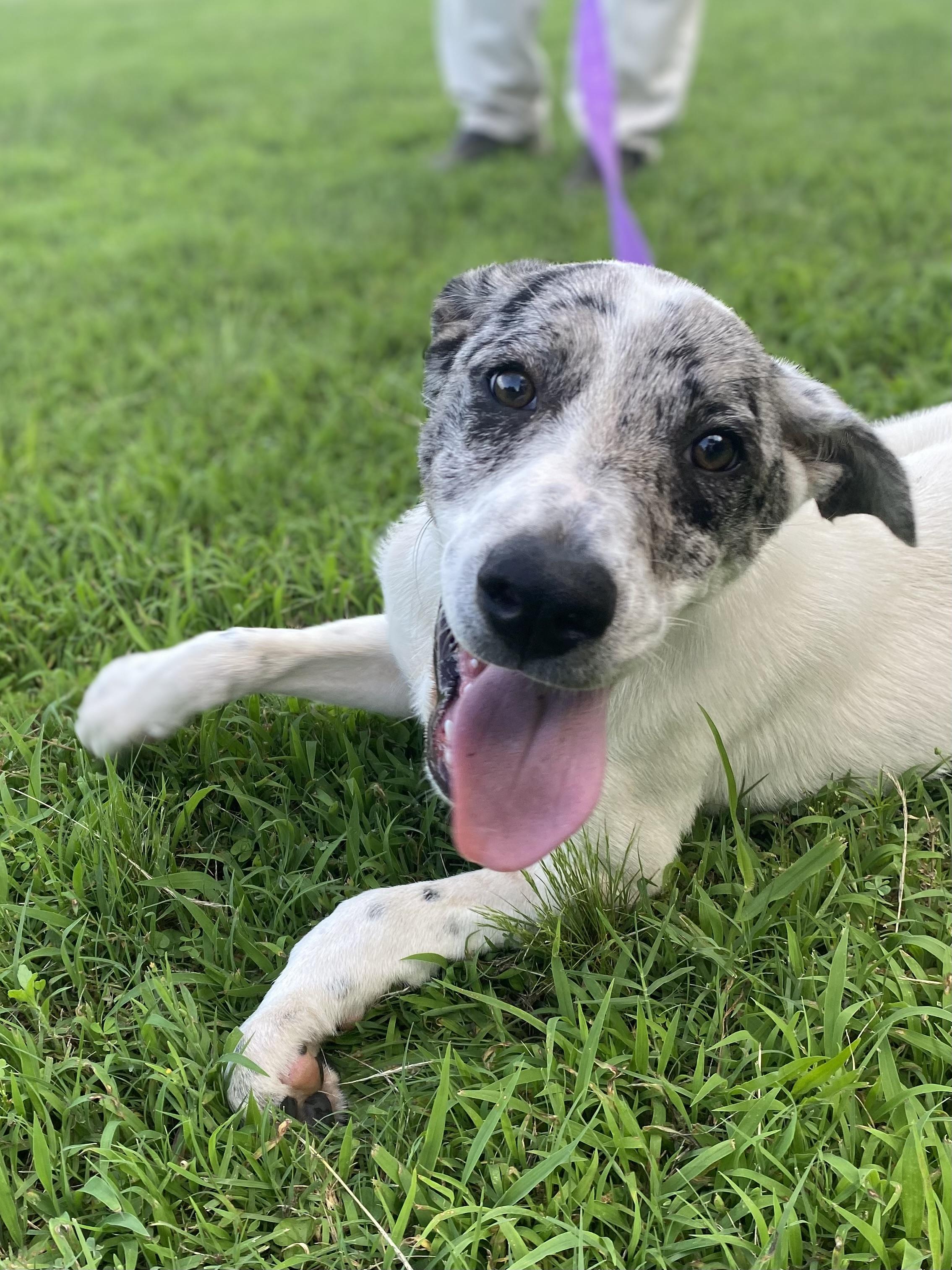 LIBERTY, a Adoptable mixed breed in Chicopee, MA image 3/4
