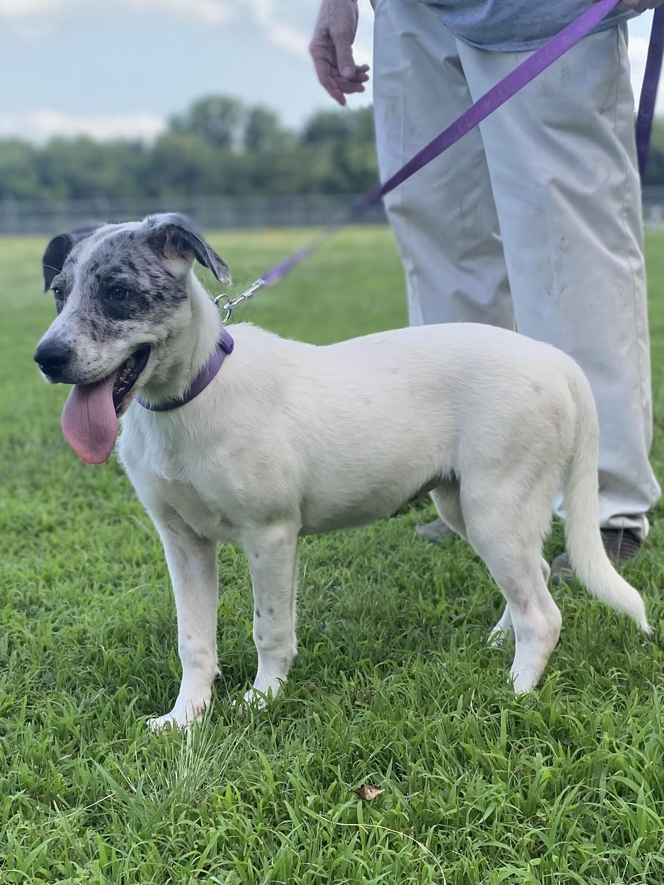 LIBERTY, Adoptable, Young Female Catahoula Leopard Dog.