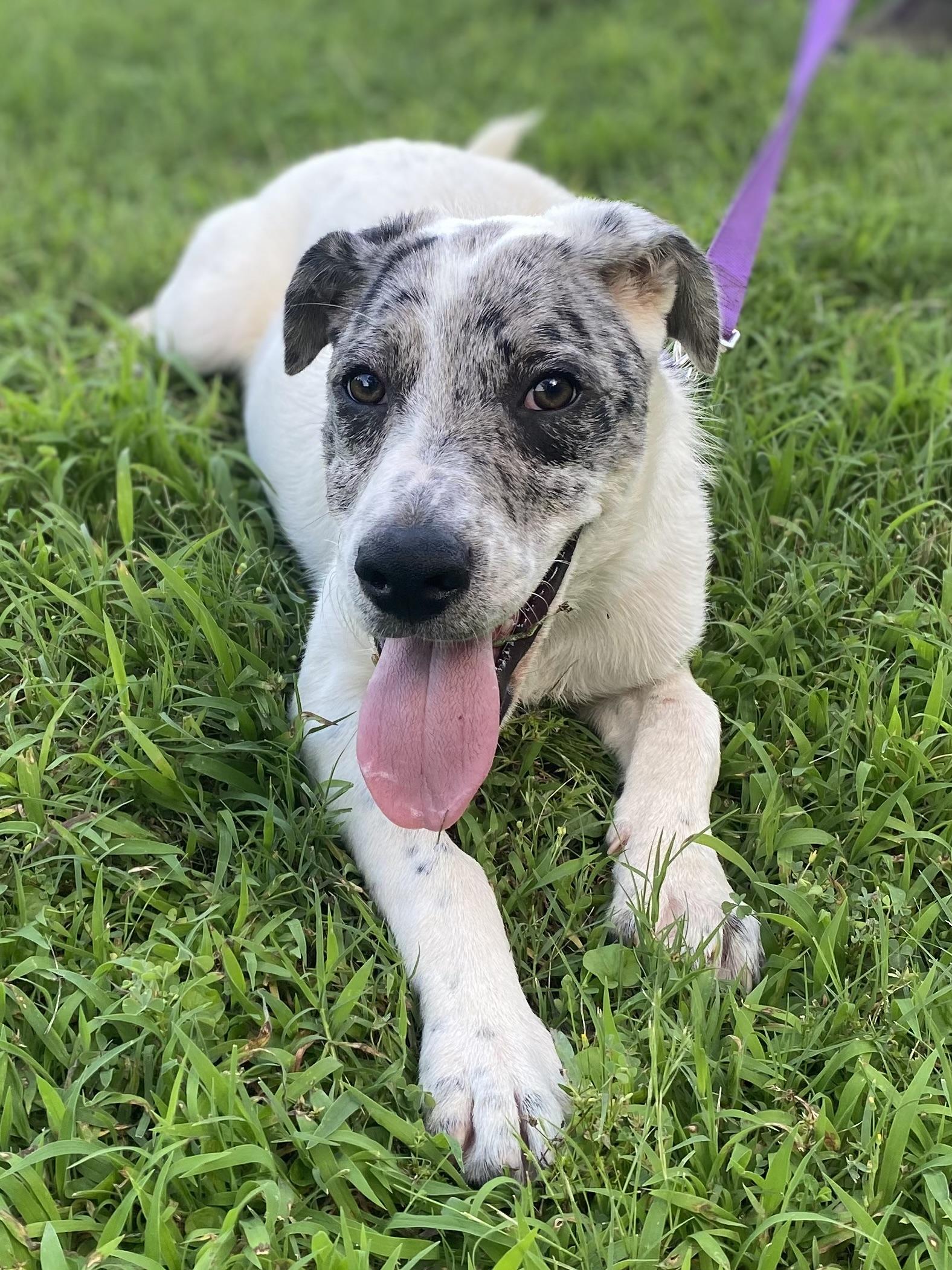 LIBERTY, a Adoptable mixed breed in Chicopee, MA image 2/4