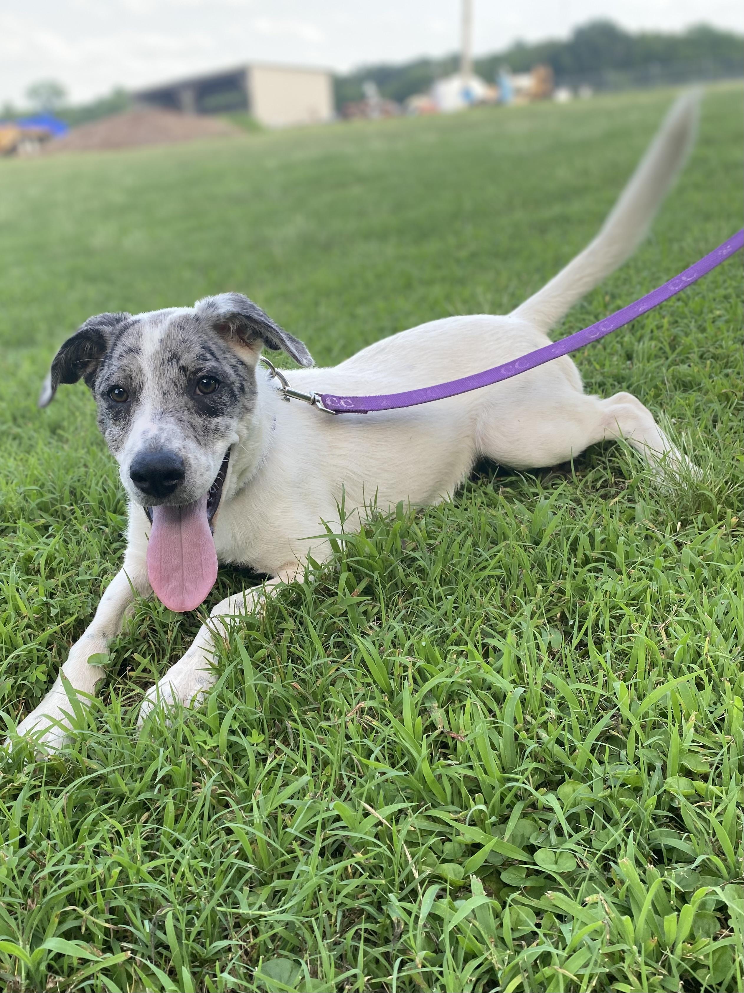 LIBERTY, a Adoptable mixed breed in Chicopee, MA image 4/4