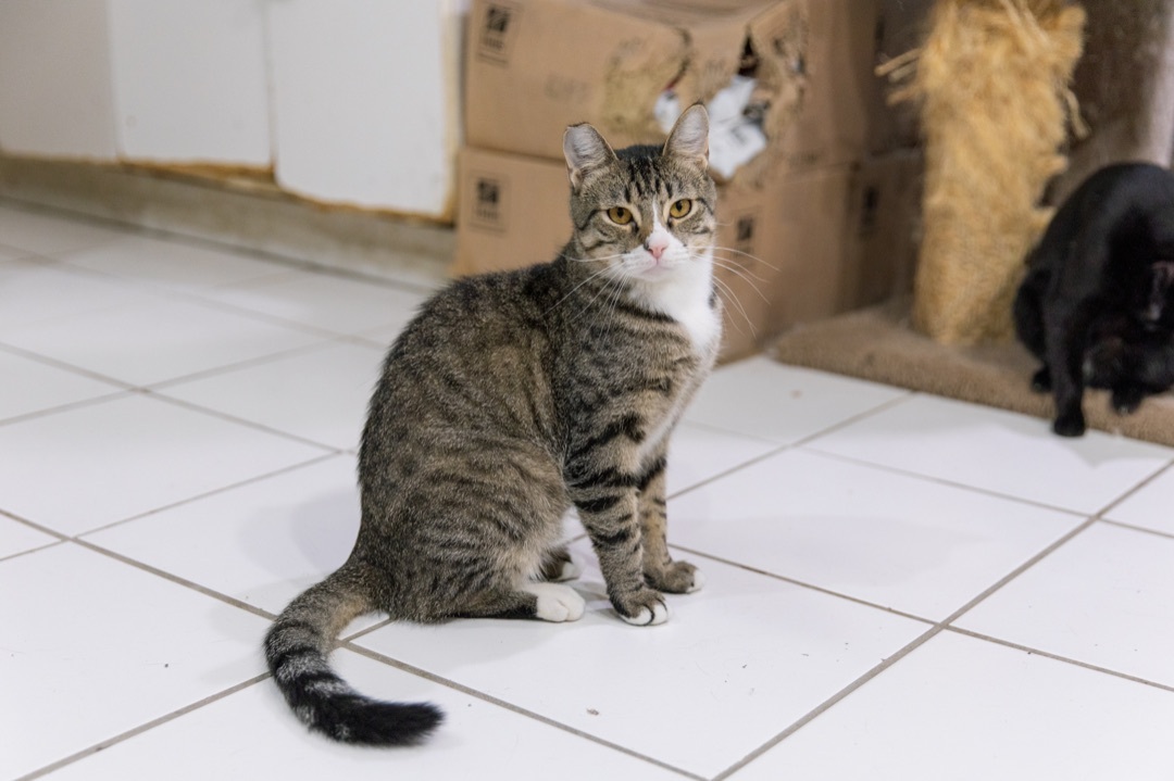 Mickey, a Adoptable Domestic Short Hair in Chicago, IL image 1/4