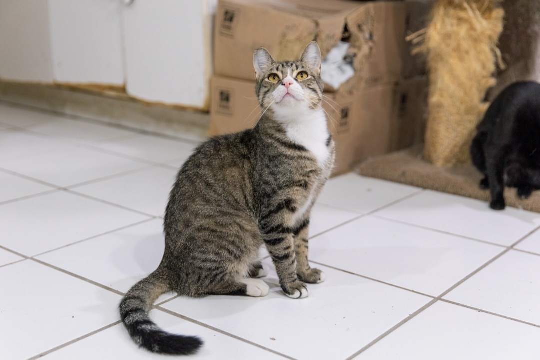 Mickey, a Adoptable Domestic Short Hair in Chicago, IL image 2/4