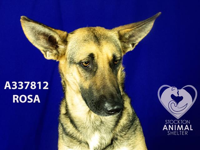 Enlarge ROSA, a Adoptable German Shepherd Dog in Stockton, CA image 1/1