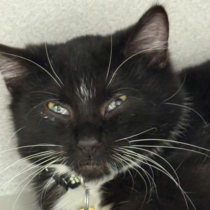 Enlarge Tux, an adopted Domestic Short Hair in Lansing, MI image 1/1